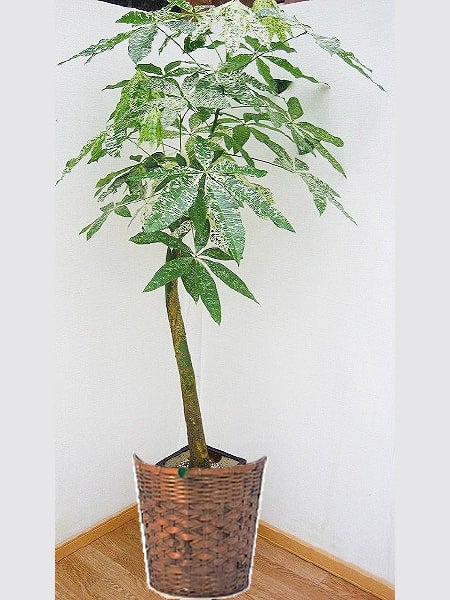 435 観葉植物 ブラッサイア 10号 バスケット付き（非産直品）♪送料