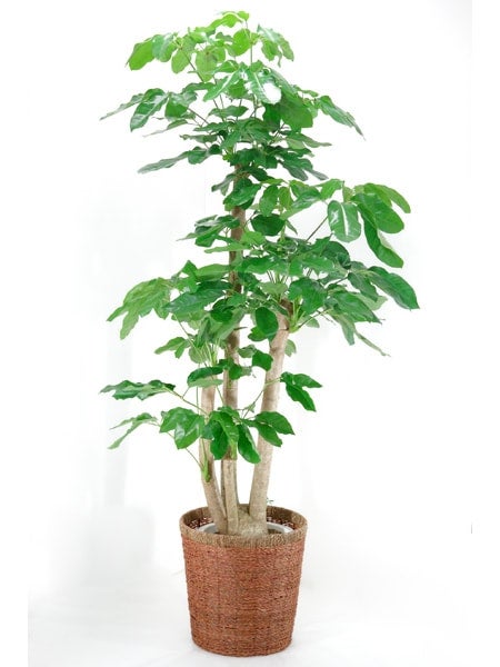 【かなり希少です♡斑入り】ブラッサイア バッサイア 朴仕立て カート | 洋蘭・観葉植物・専門店 フィールド